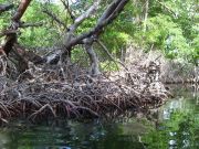 mangrovemetsää